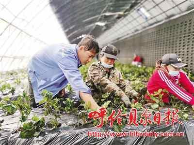 那吉屯农场最新发展规划概览