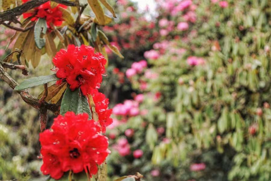 毕节市百里杜鹃景区最新规划揭秘