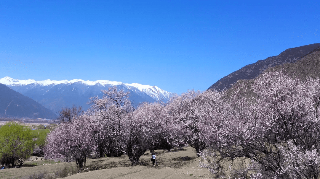 宗嘎村新项目启动，乡村振兴新篇章