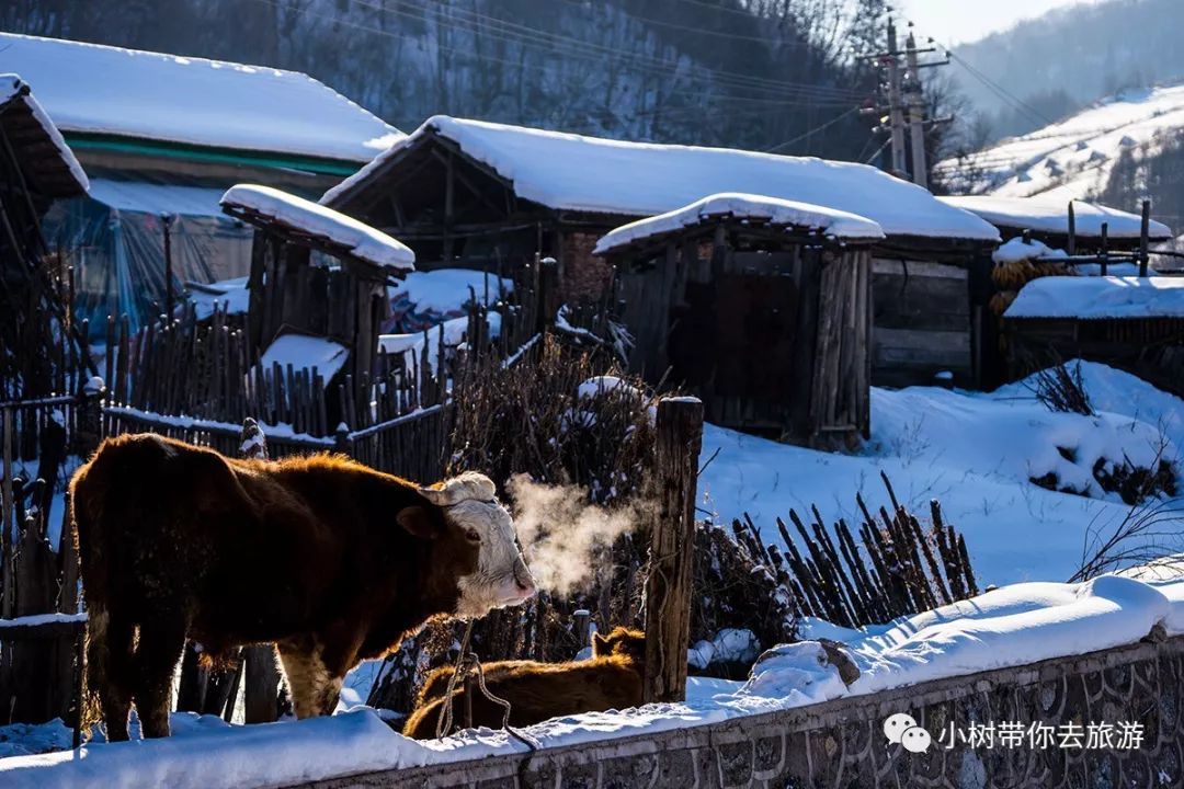 拉加雪村最新动态报道